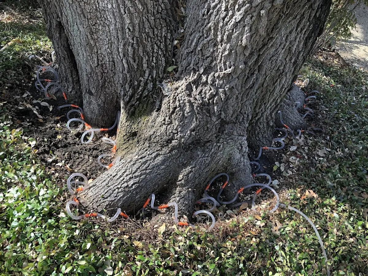 Detailed Tree Cabling and Bracing job site in New Trenton