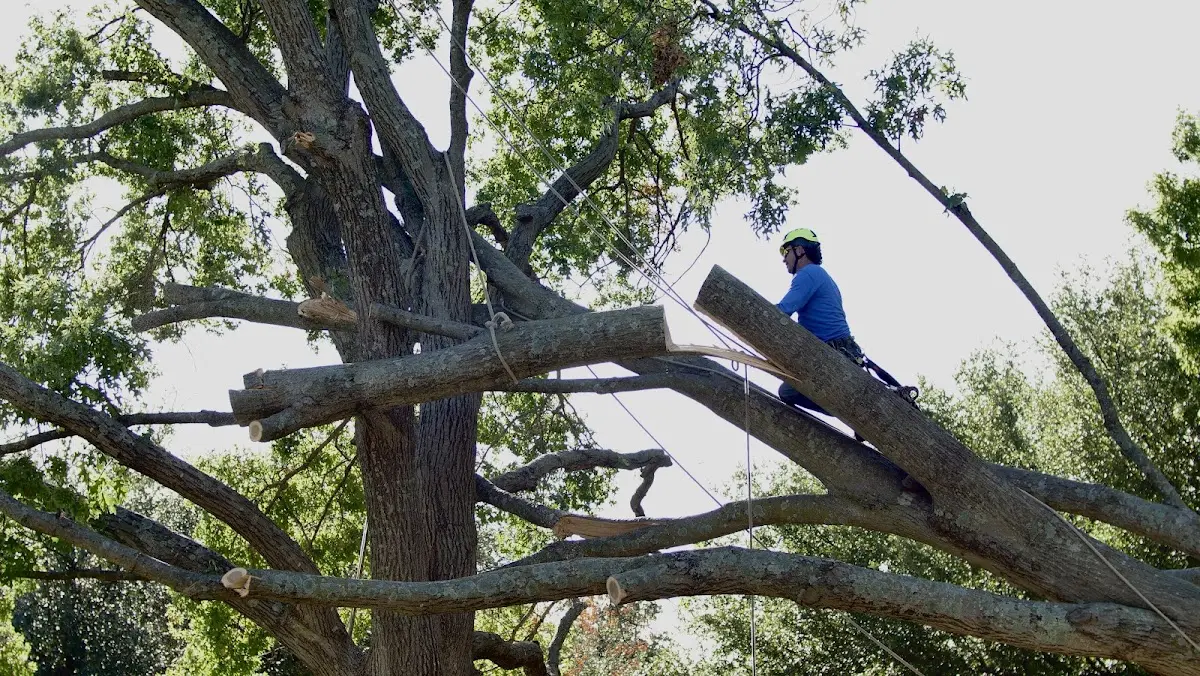 Professional Hazardous Tree Removal performed by certified arborists in New Trenton