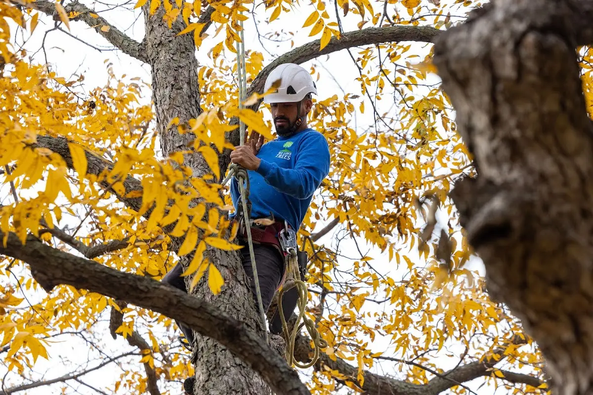 Skilled Storm Damage Cleanup crew working in New Trenton