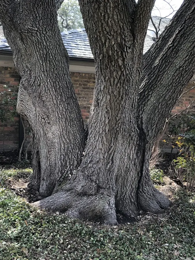 Mature heritage tree close to a New Trenton property cared for by certified arborists